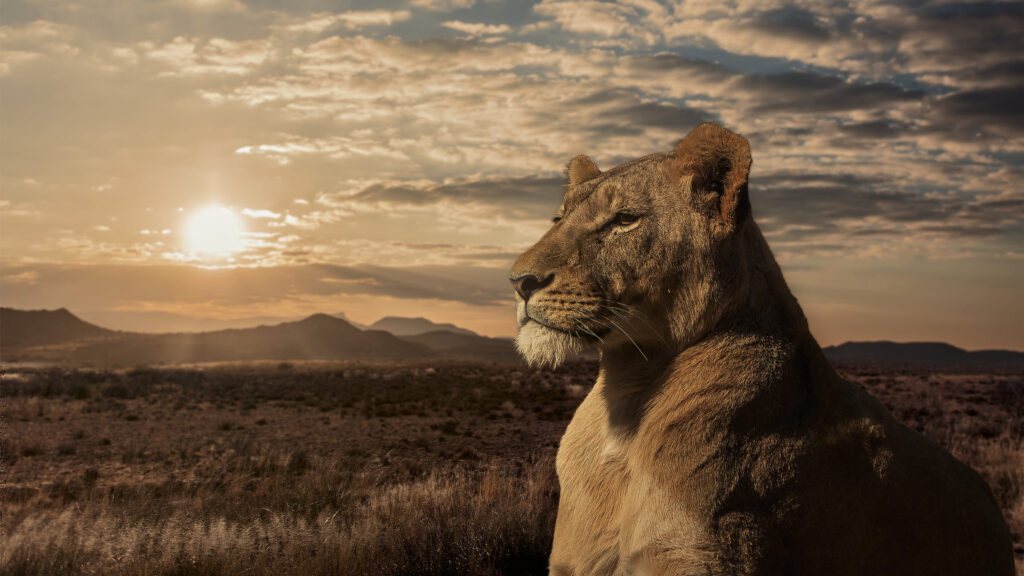 Lioness in the African Savannah Sunset 4K Wallpaper