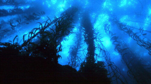 Giant Kelp Forest Underwater Blue Ocean Scene 4K Wallpaper