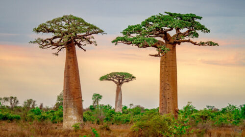 Majestic African Baobab Trees Scenic 4K Desktop Wallpaper