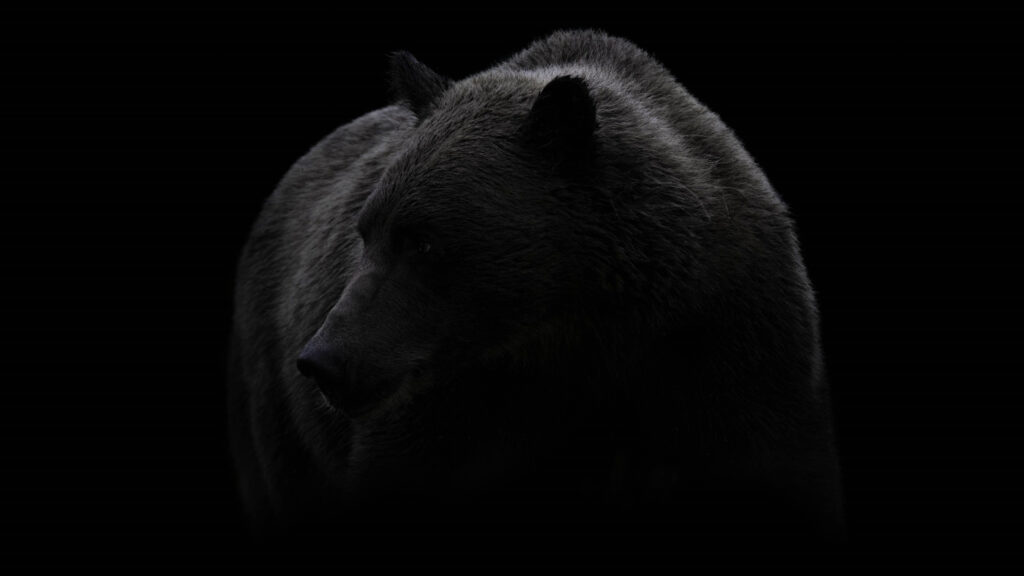 Minimalist Silhouette of a Brown Bear 4K Wallpaper