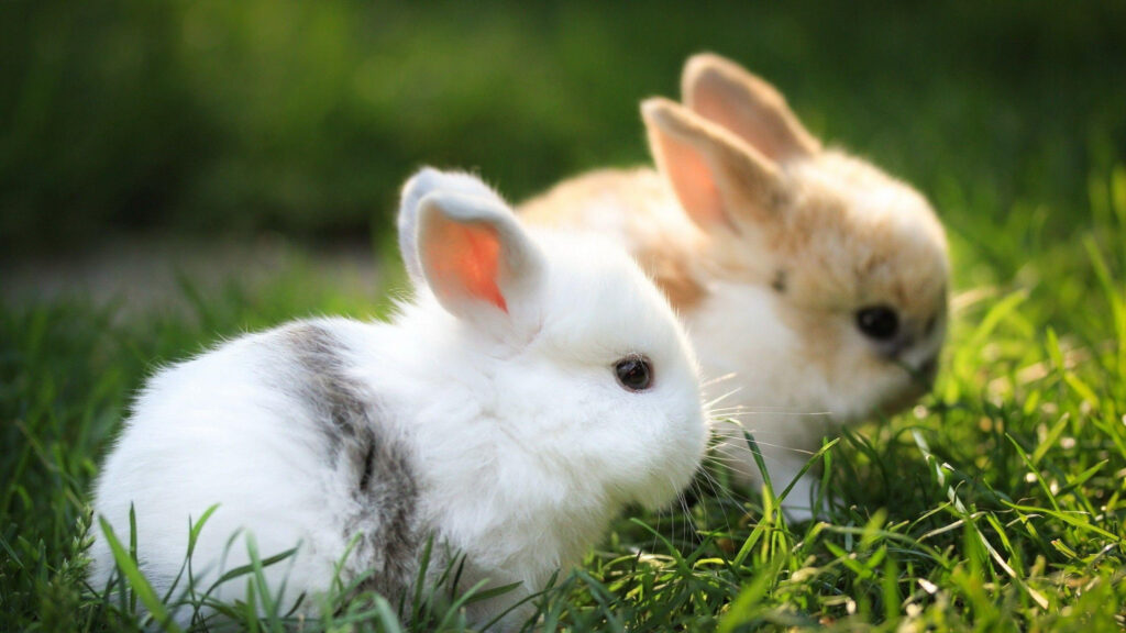 Adorable Fluffy Rabbits Sitting in Green Grass Desktop Wallpaper