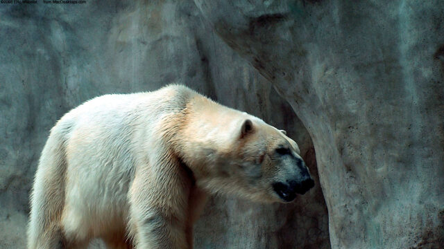 Majestic Polar Bear Standing Before Rocky Cliffs Desktop Wallpaper