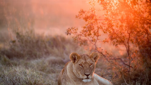 Golden Hour Lioness Resting in Savannah Desktop Wallpaper