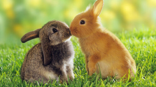 Adorable Brown and Ginger Rabbits Kissing Desktop Wallpaper