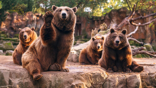 Majestic Grizzly Bears Resting in a Rocky Habitat Desktop Wallpaper