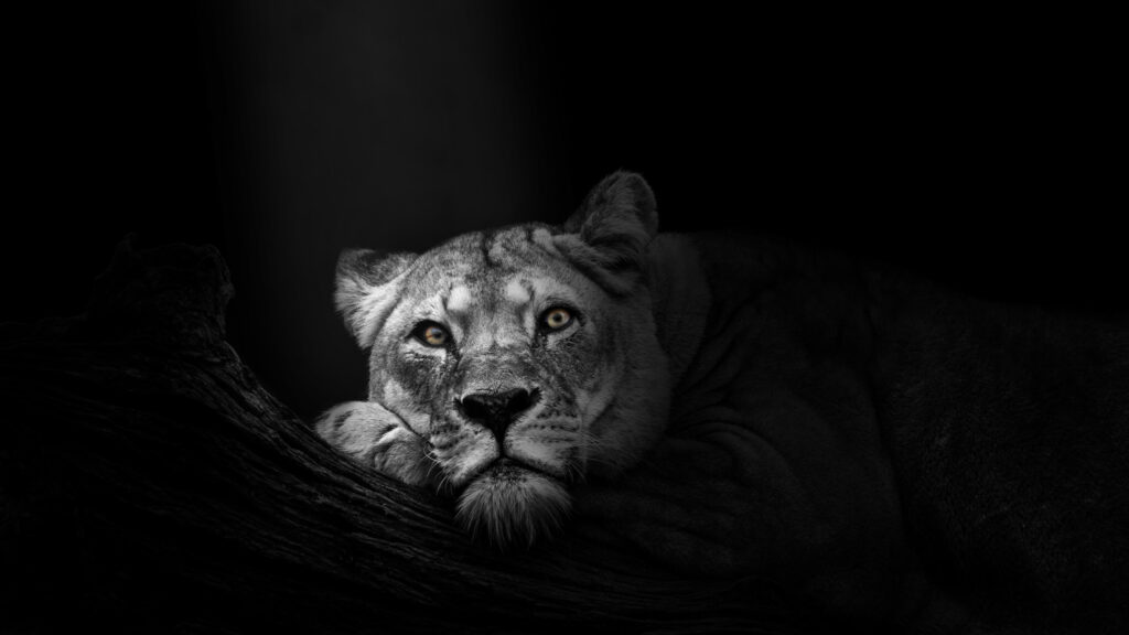 Majestic Portrait of a Lioness resting in darkness Desktop Wallpaper