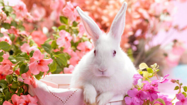 Charming White Rabbit Among Pink Blossoms Desktop Wallpaper