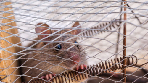 Close up of a Wild Mouse Captured in a Wire Cage Desktop Wallpaper