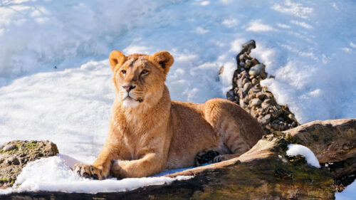 Majestic Lion Resting on Snowy Ground Desktop Wallpaper