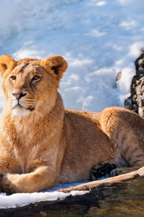 Majestic Lion Resting on Snowy Ground Desktop Wallpaper
