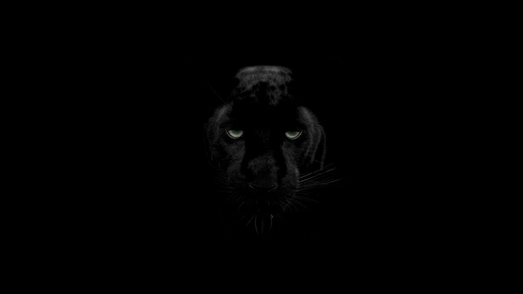 Dramatic Close-up Portrait of a Black Leopard Desktop Wallpaper