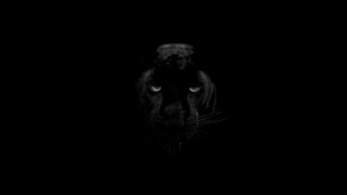 Dramatic Close-up Portrait of a Black Leopard Desktop Wallpaper
