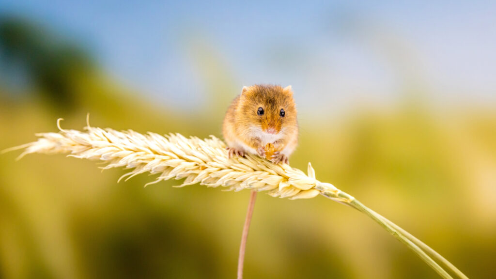 Adorable Harvest Mouse on Wheat Stalk 4K Desktop Wallpaper