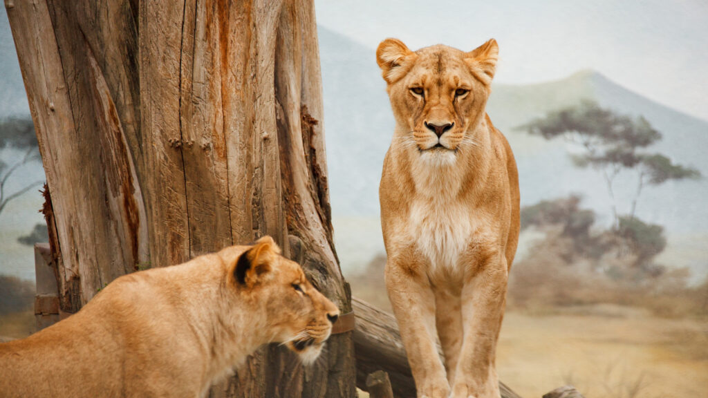 Majestic Lioness Pair Standing by Tree Desktop Wallpaper