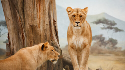 Majestic Lioness Pair Standing by Tree Desktop Wallpaper