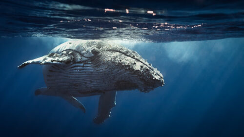 Humpback Whale Swimming Under The Sea 4K Wallpaper