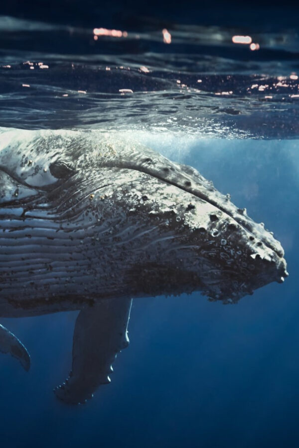 Humpback Whale Swimming Under The Sea 4K Wallpaper