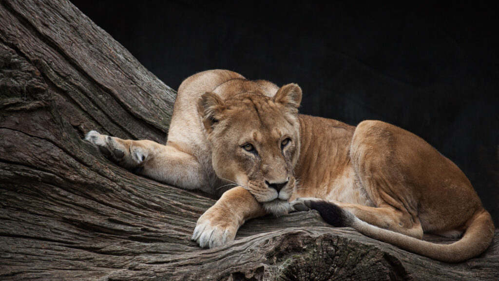Resting Lioness on Tree Trunk 4K Desktop Wallpaper