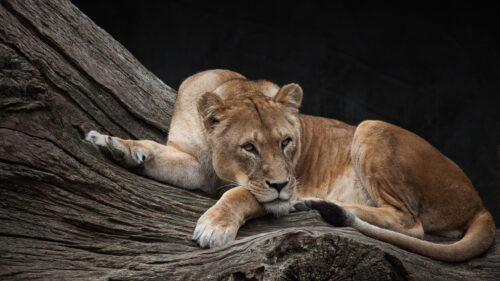 Resting Lioness on Tree Trunk 4K Desktop Wallpaper