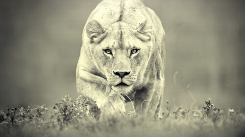 Stalking Lioness Black and White 4K Desktop Wallpaper