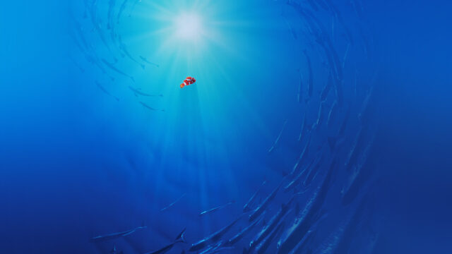 Nemo Swimming in Deep Blue Ocean Desktop Wallpaper