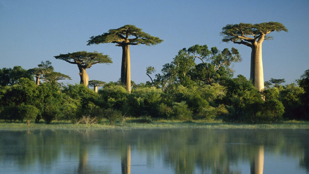 Majestic Baobab Trees Beside a Serene Lake Desktop Wallpaper