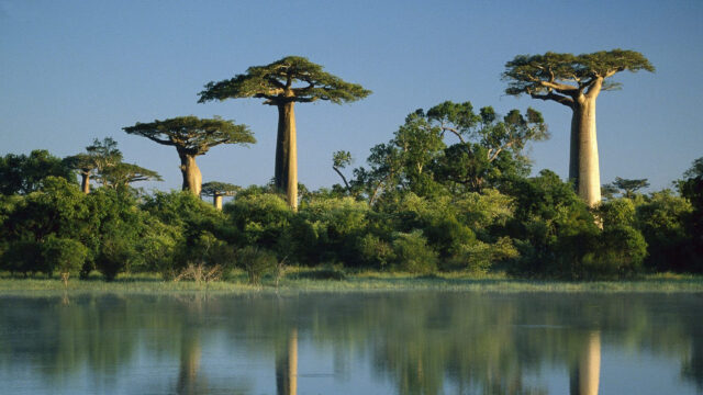 Majestic Baobab Trees Beside a Serene Lake Desktop Wallpaper