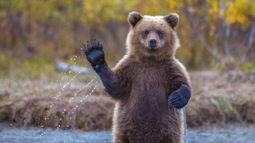 Adorable Brown Bear Waving in River 4K Desktop Wallpaper