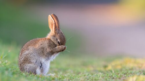 Adorable Small Rabbit Sitting on Grassy Meadow Desktop Wallpaper