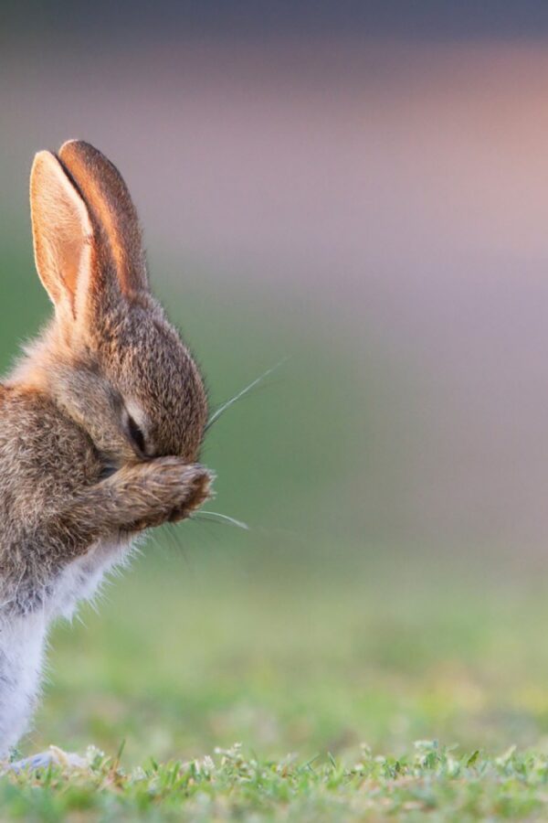 Adorable Small Rabbit Sitting on Grassy Meadow Desktop Wallpaper