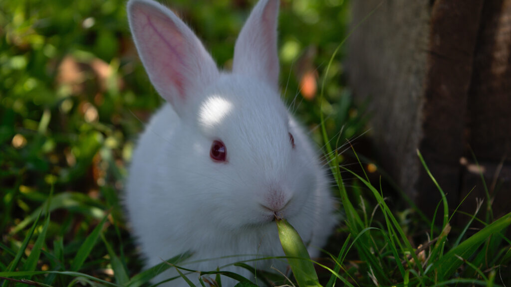 Adorable White Bunny Eating Grass Desktop Wallpaper