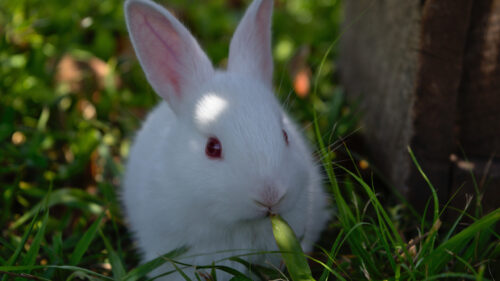Adorable White Bunny Eating Grass Desktop Wallpaper