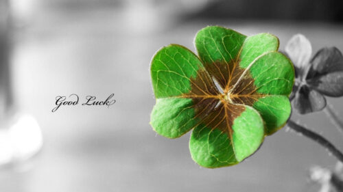 Four-Leaf Clover Symbol of Good Luck 4K Desktop Wallpaper