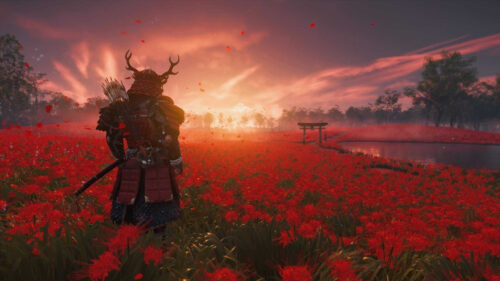 Samurai Standing in Red Flower Field Desktop Wallpaper