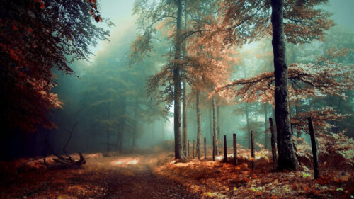 Enchanting Misty Forest Path Autumn Desktop Wallpaper