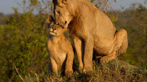 A Tender Moment Between Two Lions 4K Desktop Wallpaper