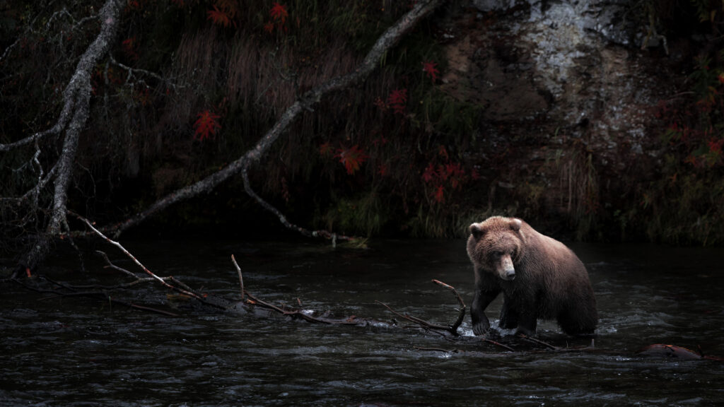 Grizzly Bear Wandering Through Dark Autumn River 4K Wallpaper