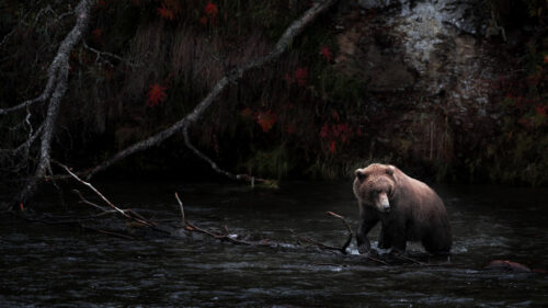 Grizzly Bear Wandering Through Dark Autumn River 4K Wallpaper