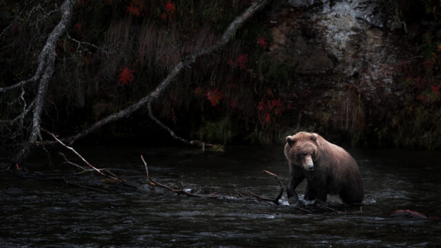 Grizzly Bear Wandering Through Dark Autumn River 4K Wallpaper