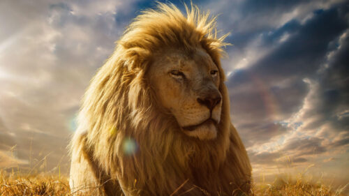 Majestic White Lion in Dramatic Golden Sunlight Desktop Wallpaper