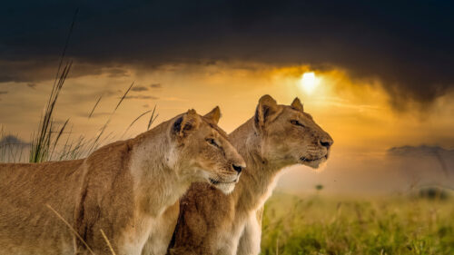 Two Majestic Lionesses Standing in Golden Savannah Desktop Wallpaper