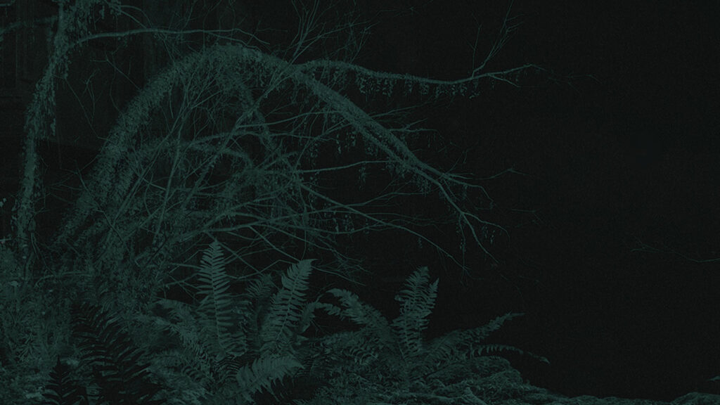 Eerie Dark Forest Ferns and Bare Tree Branches Desktop Wallpaper