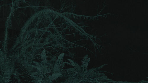 Eerie Dark Forest Ferns and Bare Tree Branches Desktop Wallpaper