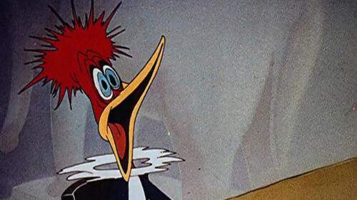 Woody Woodpecker Surprised Expression Desktop Wallpaper