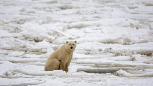 Lone Polar Bear on Arctic Ice Desktop Wallpaper
