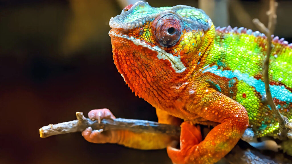 Vibrant Panther Chameleon Macro Photography 4K Wallpaper