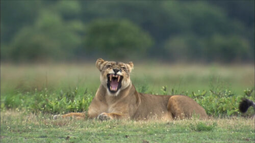Ferocious Lioness Resting in the Savannah Desktop Wallpaper