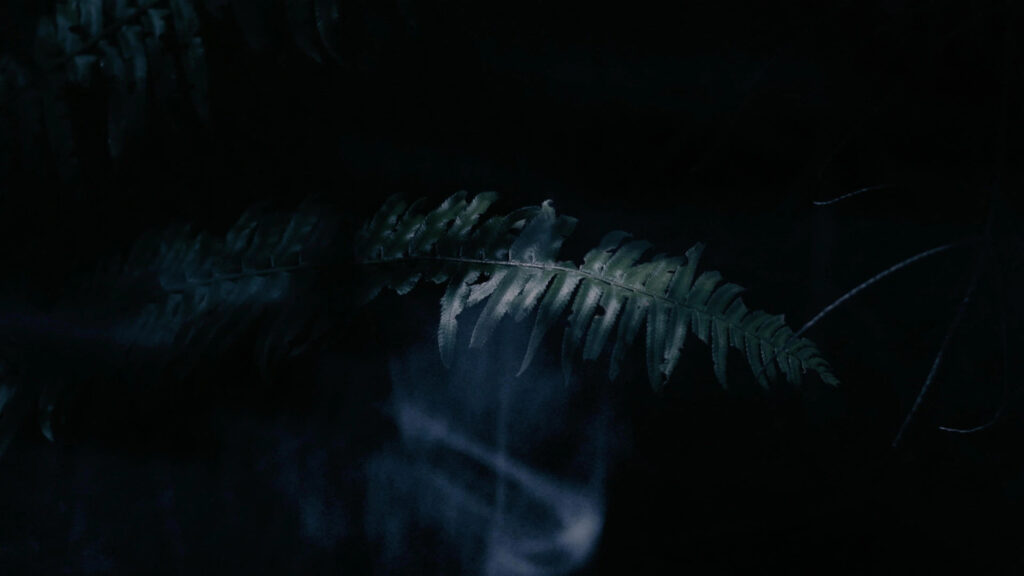 Dark Moody Forest Fern Leaf PC Wallpaper