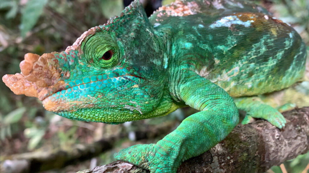 Green Chameleon Close-Up Nature Desktop Wallpaper