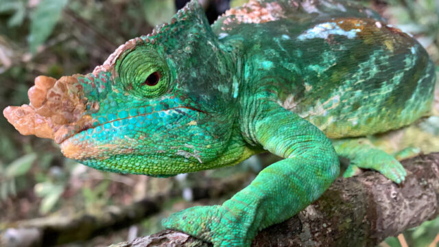 Green Chameleon Close-Up Nature Desktop Wallpaper